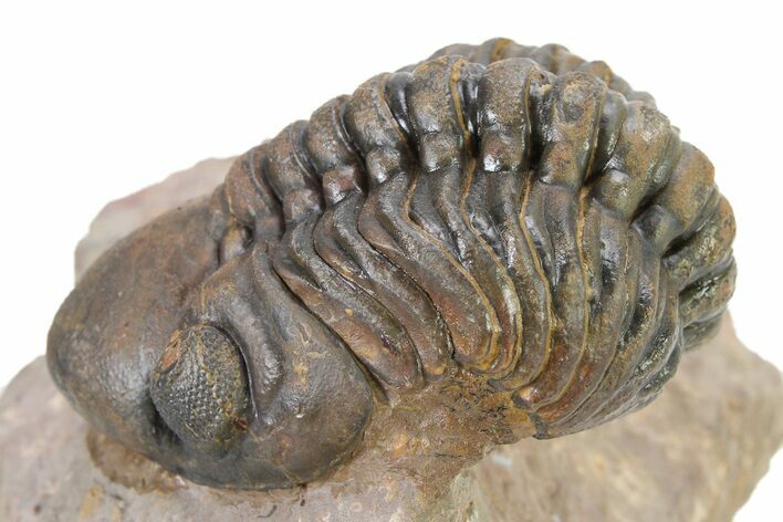 Curled Reedops Trilobite - Atchana, Morocco #319927